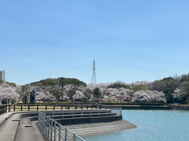 みよし・保田ヶ池でカヌーイベント　水上から花見を楽しむ