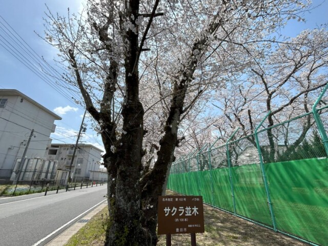 愛知少年院で「桜並木」一般開放　少年見守り続けるソメイヨシノ満開に