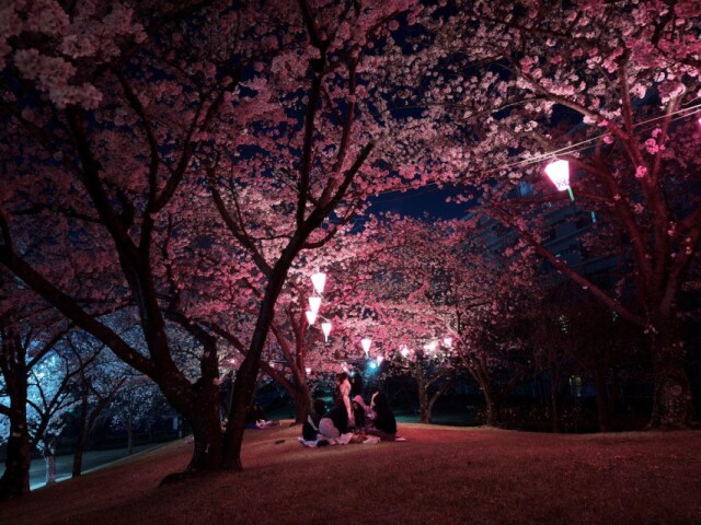みよし・保田ヶ池公園「桜の園」でライトアップ