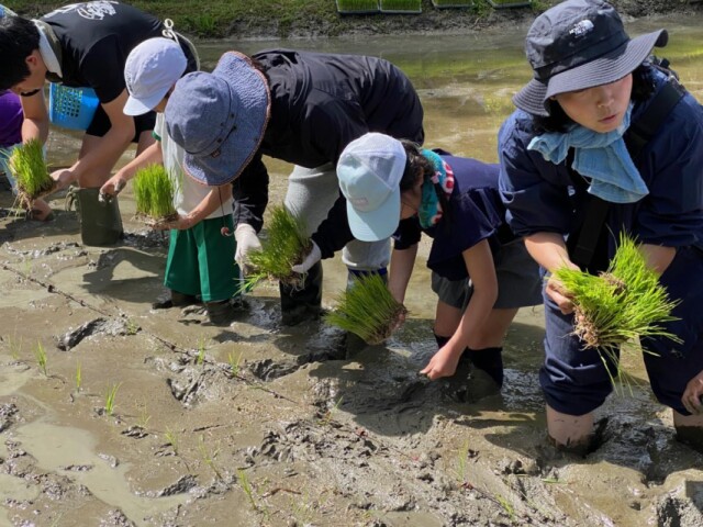 足助・新盛小児童が田植えに挑戦　どろんこ体験で笑顔に
