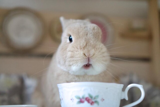 ルクア大阪で「うさぎしんぼる展」　写真300点展示、グッズ1000点も