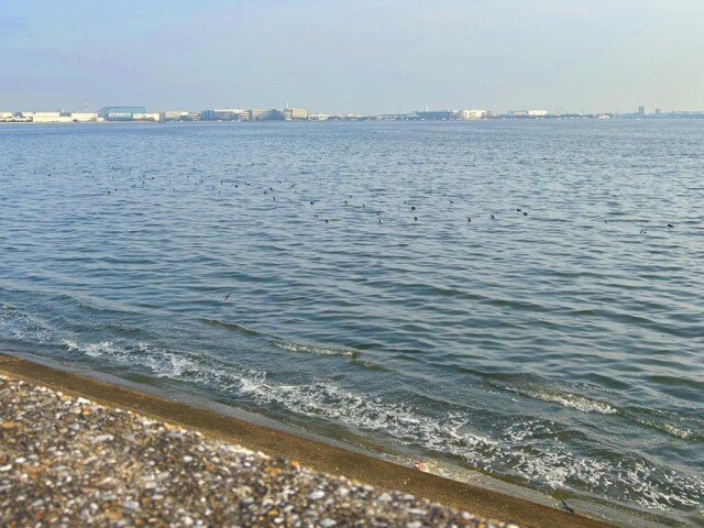 浦安市三番瀬環境観察館で「海の教室」 東京湾・三番瀬の海辺を題材に
