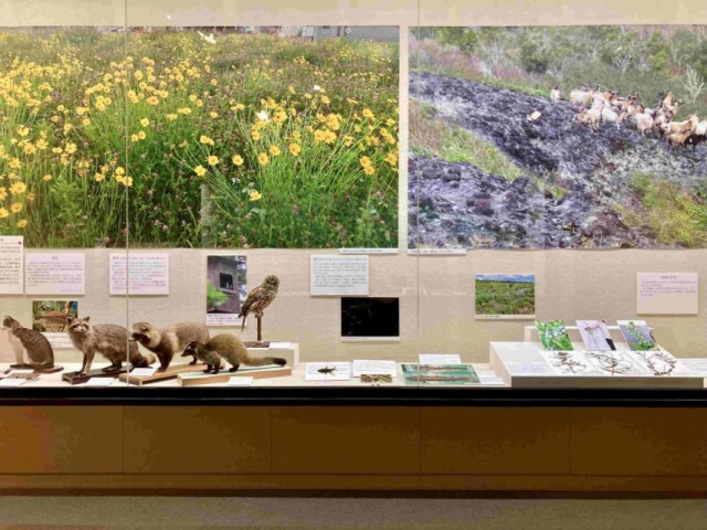 栃木県立博物館で「外来生物」テーマに企画展　恩恵・悪影響など多面的に紹介