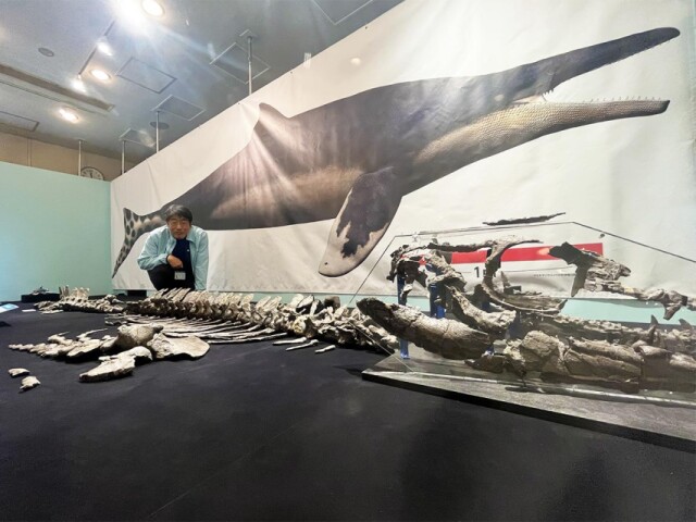 ワカヤマソウリュウ特別展で全身骨格化石や実物大頭骨レプリカ公開