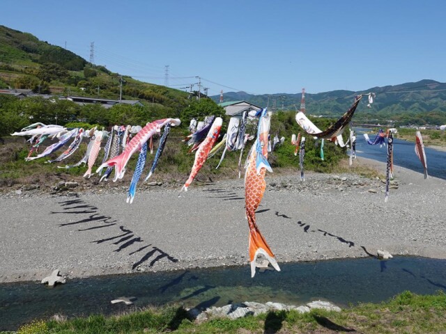 九度山・丹生川の空にこいのぼり100匹泳ぐ　子どもの成長を願って