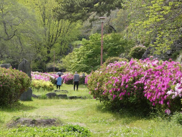 和歌山城公園でツツジ開花　南堀跡の8000本が見頃に