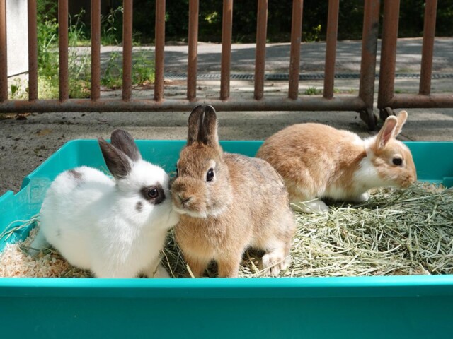 和歌山城公園動物園の子ウサギ3匹の名前決定　来園者投票で