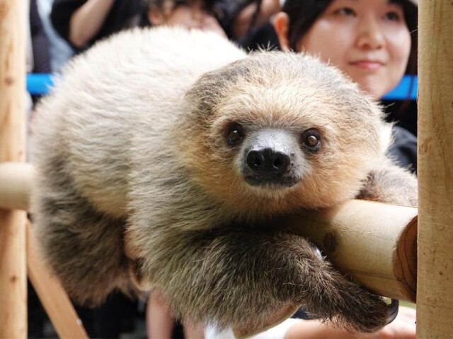 和歌山・「アドベンチャーワールド」でフタユビナマケモノの子どもが日光浴