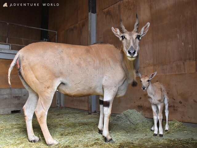 アドベンチャーワールドで8年ぶりにエランドの赤ちゃん誕生　すくすく成長