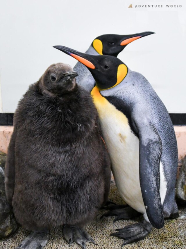 白浜・「アドベンチャーワールド」で人工授精のキングペンギン2羽が生育順調