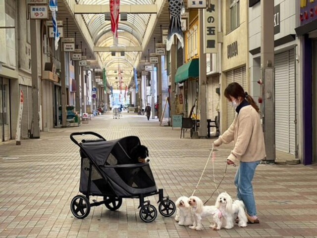 宇部で「街中マルシェ」開催へ　梅雨の商店街で人とペットが共に楽しむ一日