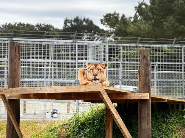 国頭に動物園「やんばるライオン」　60頭展示、1カ月で1900人来園