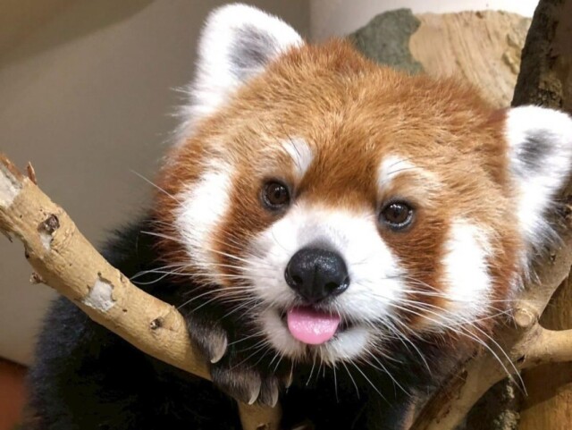 ネオパークのレッサーパンダ「チャル」死ぬ　献花台、メッセージボードも