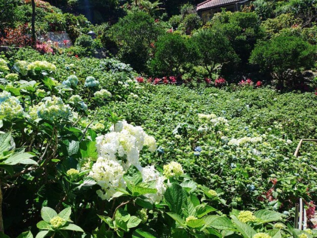 本部「よへなあじさい園」が今年も開園　県外からの団体ツアー客も