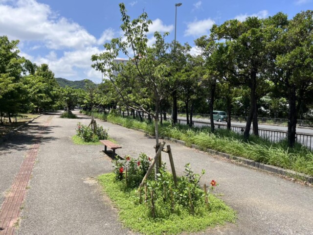 名護の国道沿いで「カンヒザクラ」植樹式　沖縄労金の寄付金を活用