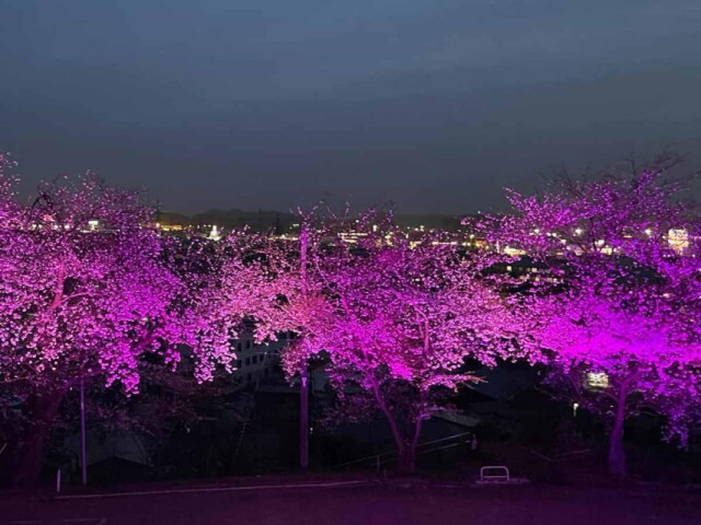 横手・記念公園で「桜の宴」　ライトアップショー、和楽器演奏も