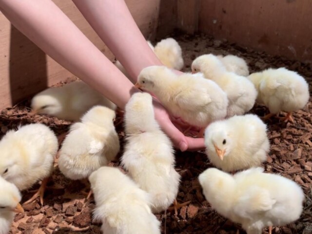 横手で「めっちゃかわいい動物ランド」　マーモットやケープペンギンも