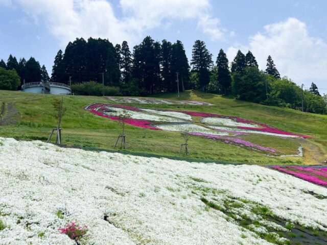 横手・大森の芝桜が見頃　10万株が満開に