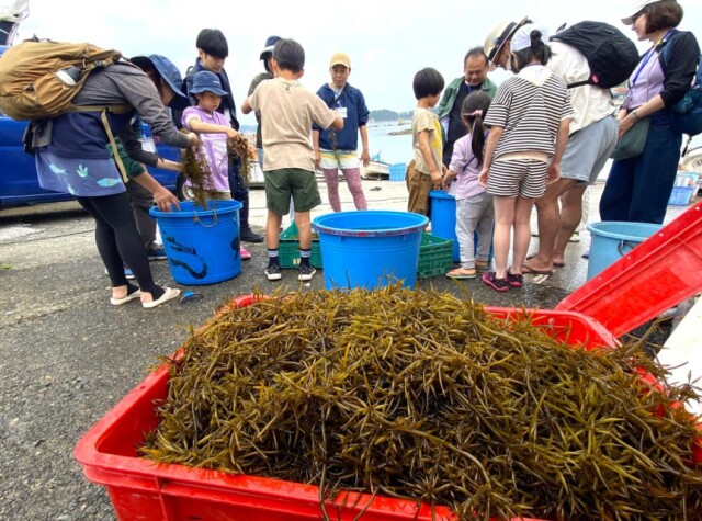 葉山の漁港で「ヒジキを五感で味わう」親子イベント　ブルーカーボン学ぶ