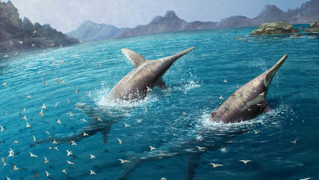 史上最大級の魚竜の新種発見、体長約25mのシャチ並みの捕食者か