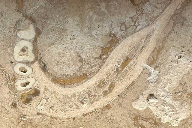 お風呂の床のタイルに古人類の骨、ネットで話題、人類学者ら興奮