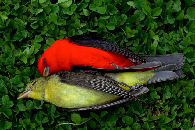 年間35億羽の鳥を米国で死なせる「見えない殺し屋」とは、研究
