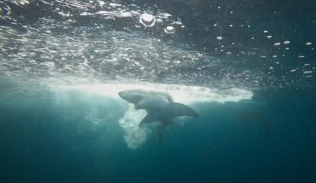 ホホジロザメの赤ちゃんにカメラを装着、初、NY沖に巨大生育場