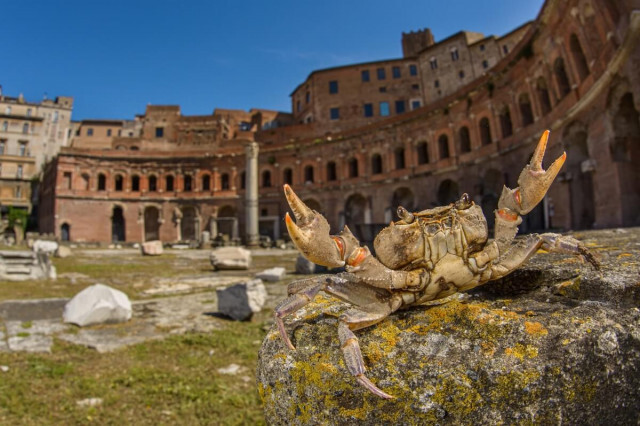 古代ローマの遺跡の下、当時からすむ「巨大」なカニが急速に減少