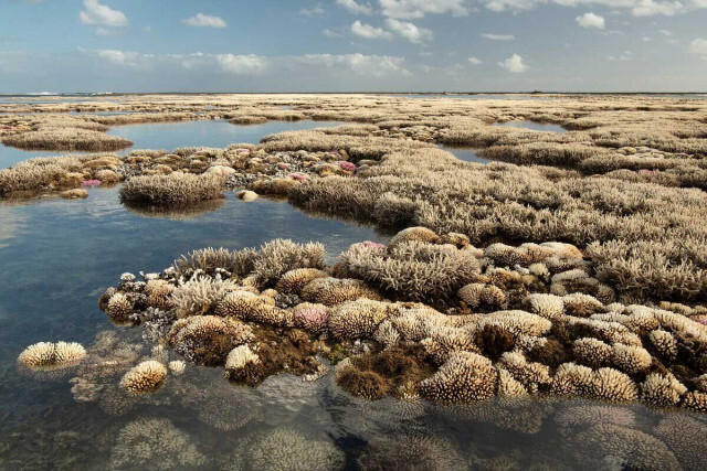 サンゴの大量白化が世界で発生、最南端の世界遺産にも、一目瞭然