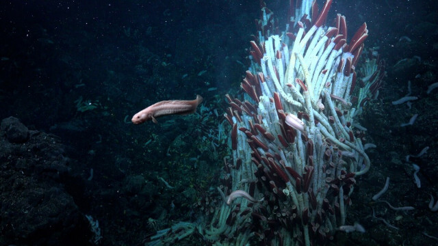 深海の熱水噴出孔の岩をめくったら多彩な生物がいた、驚きの発見