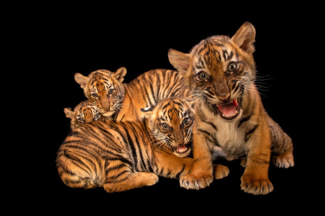 心とろかす動物の赤ちゃんたち、ナショジオの写真家が語った感動
