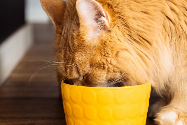 “生食”ペットフードに潜む危険、米国では鳥インフルで猫が死亡