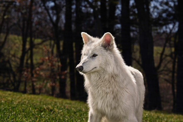 「絶滅から復活」と話題のダイアウルフ、どんな動物だったのか