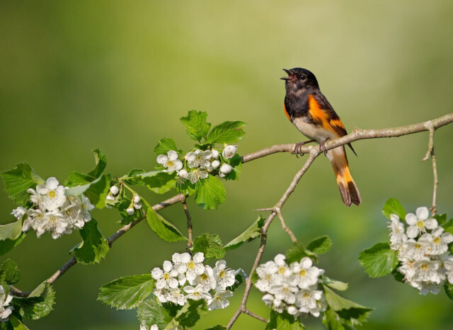 なぜ鳥は春の朝に大きく、美しく鳴くのか、季節限定の大合唱