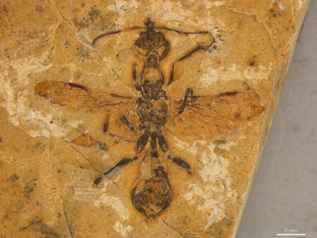 動画：最古のアリの化石を発見、鎌のようなあごの「地獄アリ」