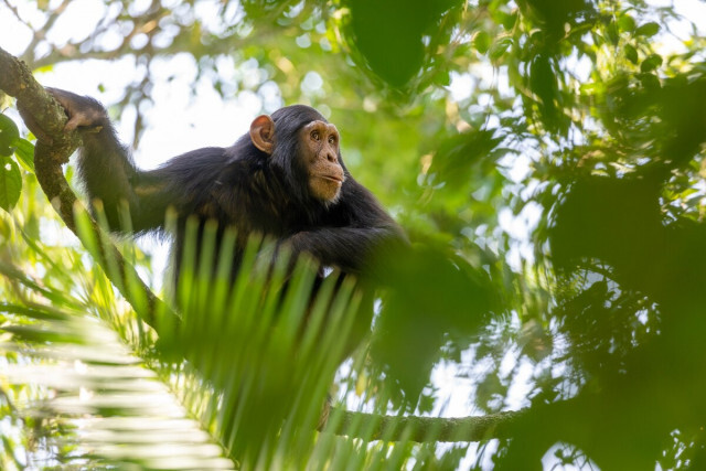 【動画】チンパンジーのドラムと「言葉」にヒトと似た特徴、研究