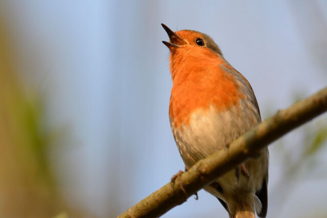 鳥のさえずりを聴くとうつや不安が軽減、健康効果の報告続々