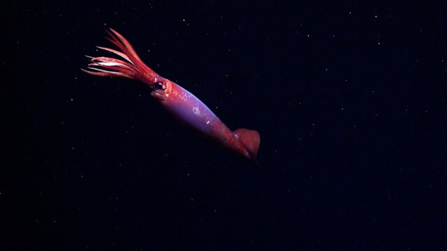 【動画】幻の南極海の深海イカ、生きた姿を人類が初めて目撃