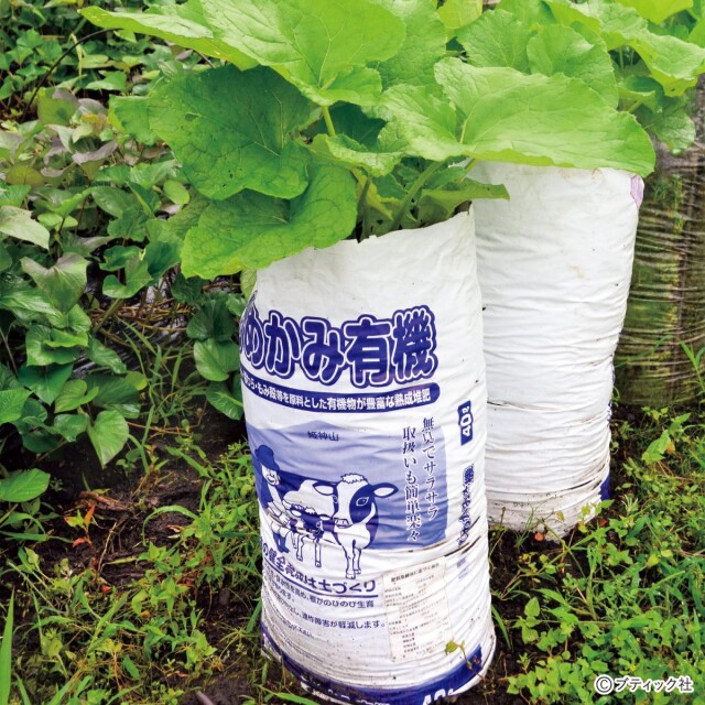 野菜作りのアイデア！「培養土の袋栽培」やり方と実例 - コラム - 緑のgoo
