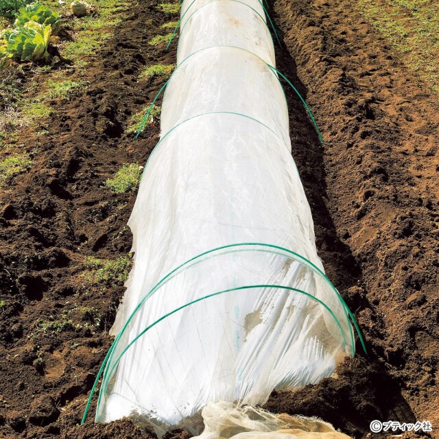 畑の虫対策！「防虫トンネルの効果的な利用方法」について