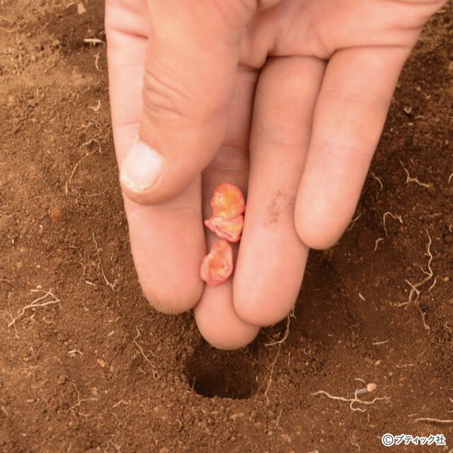 トウモロコシのタネのまき方のコツ