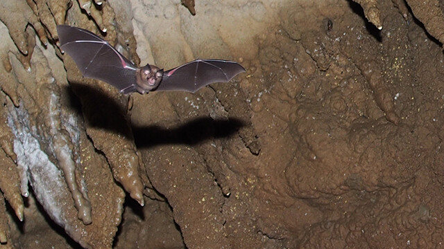 夜の玉泉洞の雰囲気の中でコウモリの生態を学ぶ観察会を開催