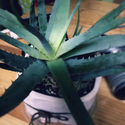 多肉植物をインテリア化してみよう！