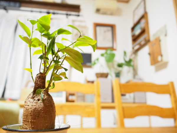 多肉植物で自宅のテーブルを華やかに！飾りから3種を紹介！