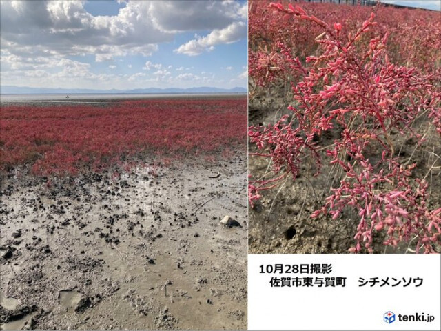 九州　高い山から紅葉見ごろ　海の紅葉も　11月初めは季節はずれの高温に