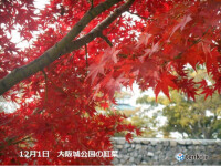 関西　今週末の天気　日曜日は広く晴れて紅葉狩り日和の所も