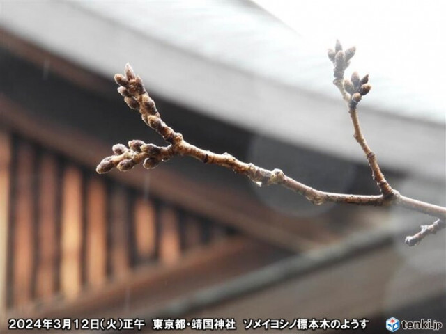 東京都心は週末20℃　桜開花3月19日予想　来週10年に一度レベルの低温　影響は