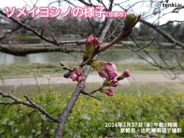 関西　京都市内は間もなく桜開花　この先は桜のつぼみが急成長する暖かさに
