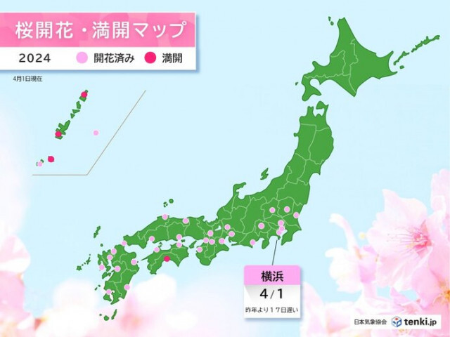 4月1日　横浜で桜開花　昨年より2週間以上遅く