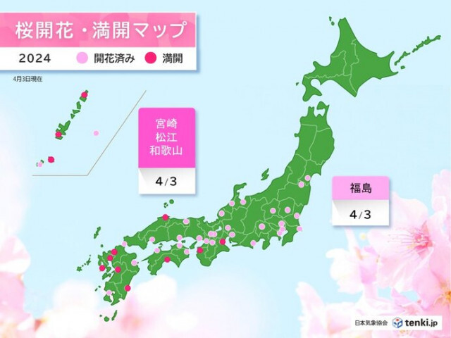 雨の中、桜の便りが続々と　宮崎・松江・和歌山で桜満開　福島で桜開花